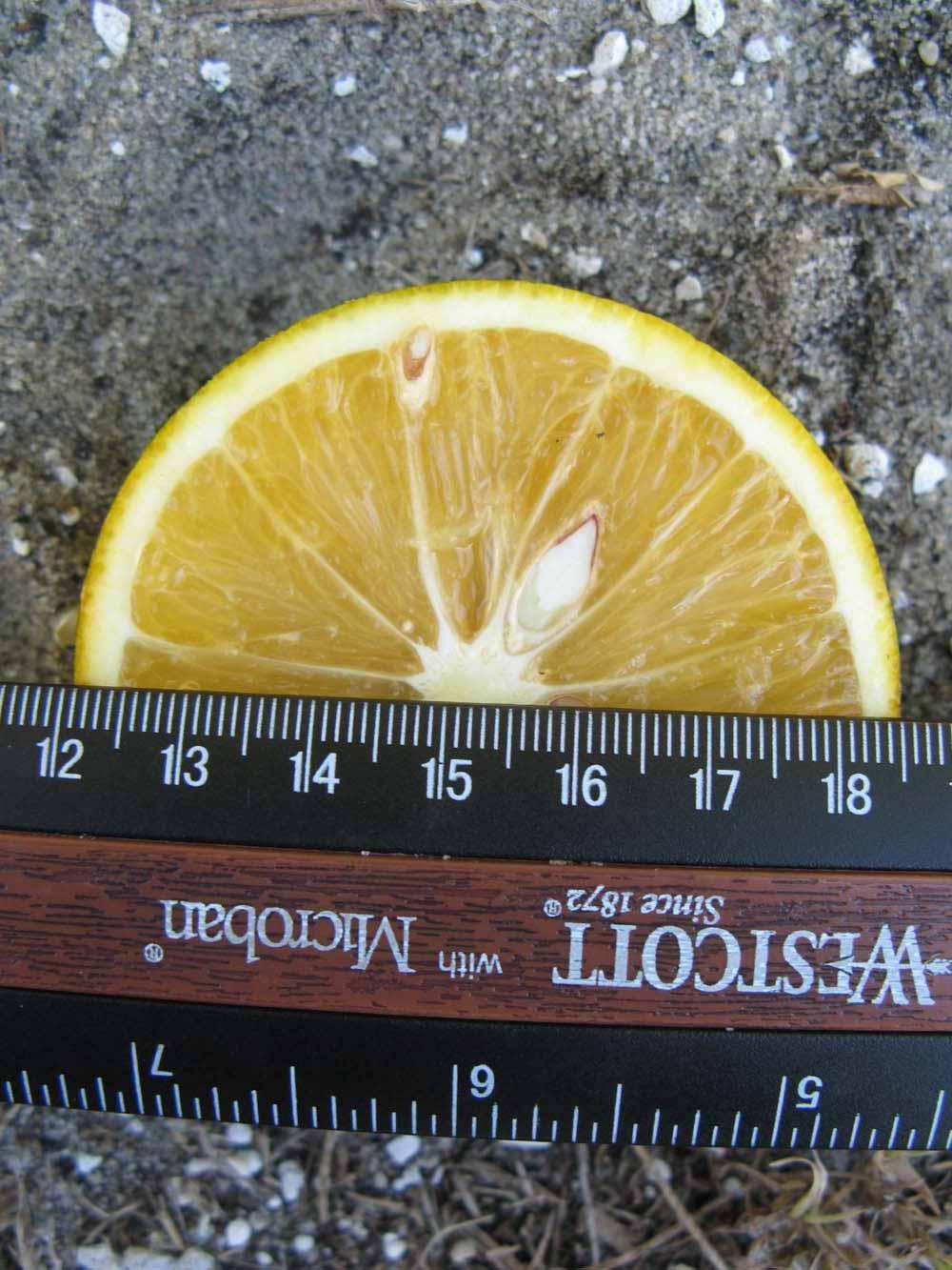            Fruit cross-section (Winter Haven, FL)   